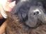 Chow chow Oscar - Mor & Oscar en varm dag i april ´o9