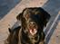 Labrador retriever Sofus (Formel 1)