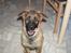 Schæferhund Bayogi`s Lobo R.I.P. (2012) - Mums :-)