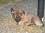 Schæferhund Bayogi`s Lobo R.I.P. (2012) - Her sov jeg inden vi fik vandsten i haven :-)
