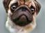Mops Enzo :) - Dette flotte billede har jeg fået af "Det lille blå lyn" herinde fra