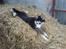 Siberian husky Sheeba *R.I.P*