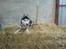 Siberian husky Sheeba *R.I.P*