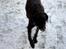 Blanding af racer Ronja - haha underlige hund xD