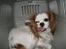 Cavalier king charles spaniel Perle R.I.P. 9. maj 2012  - Der kan forekomme statisk elektricitet i min kasse.