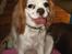 Cavalier king charles spaniel Perle R.I.P. 9. maj 2012  - Jeg er bare så glad for jeg er på ferie med alle mine venner og min mor selvfølgelig.
