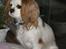 Cavalier king charles spaniel Perle R.I.P. 9. maj 2012  - Her sidder jeg som de der hunde alle sømandsenkerne har. 