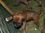 Blanding af racer Boxer/bl. ** Hummer - Yezzzz, nu er der her, de der "good old gammelnoks" jeg har adopteret ....thi hi