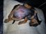 Dvaergpinscher Diego - R.I.P - jeg flader bare lige lidt ud...