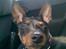 Dvaergpinscher Diego - R.I.P - i´m watching you...