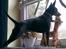 Dvaergpinscher Diego - R.I.P - da, da, da, da, da da! Superhund....