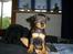 Dvaergpinscher Diego - R.I.P
