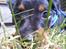 Dvaergpinscher Diego - R.I.P - pikabuh...