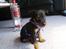 Dvaergpinscher Diego - R.I.P - hik... det var ikk maj....