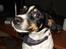 Dansk svensk gaardhund Snoopy os kaldet Numse