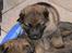 Schæferhund Bayogi`s Lobo R.I.P. (2012) - Her er jeg 3-4 uger gammel..