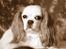 Cavalier king charles spaniel Perle R.I.P. 9. maj 2012  - Jeg er bare en prinsesse.