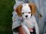 Cavalier king charles spaniel Perle R.I.P. 9. maj 2012  - Her sidder jeg og slapper af hos morfar efter vi har leget vildt med tovet.