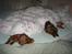 Cavalier king charles spaniel Perle R.I.P. 9. maj 2012  - Sådan sov vi i mors seng sammen med Oskar inden vi lærte at sove i vores kurv.