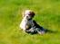 Cavalier king charles spaniel Perle R.I.P. 9. maj 2012  - Py ha´ verden er stor og det er handsken også. Men den er sjov at lege med.
