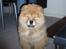 Chow chow Nika