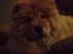 Chow chow Nika
