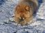 Chow chow Nika