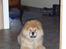 Chow chow Nika
