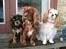Cavalier king charles spaniel Perle R.I.P. 9. maj 2012  - Er vi ikke bare søde. Vi nyder lige solen her i jan. 08.