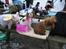 Cavalier king charles spaniel Perle R.I.P. 9. maj 2012  - Fastelavnsfest i Hundeklubben Lyngby 2006. Jeg er selvfølgelig prinsesse og Snuggi er løve.