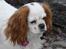 Cavalier king charles spaniel Perle R.I.P. 9. maj 2012  - Perle med tang i ørerne. Ishøj strand april 08.