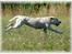 Labrador retriever Lucky Labrador's Gaby