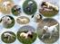 Labrador retriever Lucky Labrador's Gaby