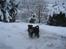 Dvaergschnauzer Albert - Hvor er mine ski?