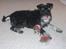 Dvaergschnauzer Albert