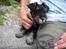 Dvaergschnauzer Albert - Jeg ser godt nok sejt ud ;-)