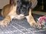Boxer Kahlua