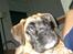 Boxer Kahlua
