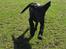 Labrador retriever Viki - I fuld firspring xD