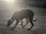 Dobermann Ana-bol
