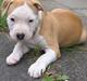Amerikansk staffordshire terrier Northern Amstaffs Fuji