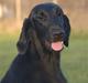 Flat coated retriever Money