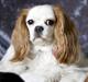 Cavalier king charles spaniel Perle R.I.P. 9. maj 2012 