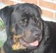 Rottweiler BOSCO