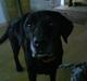 Labrador retriever sif (Død) :/  Savnet. 