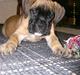 Boxer Kahlua