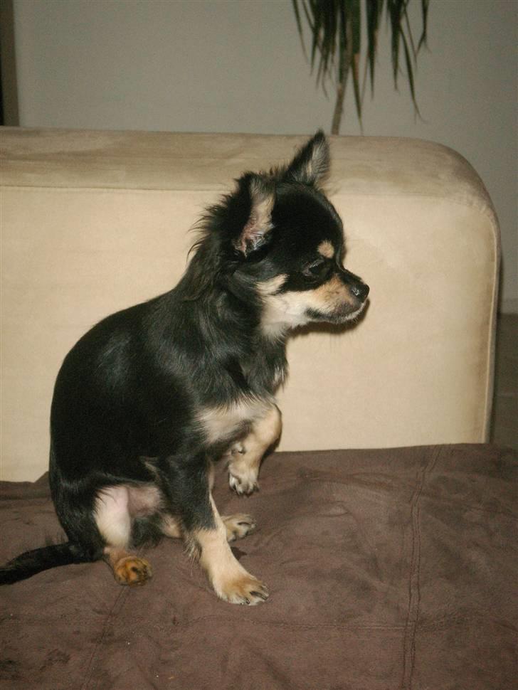 Chihuahua rocco billede 6