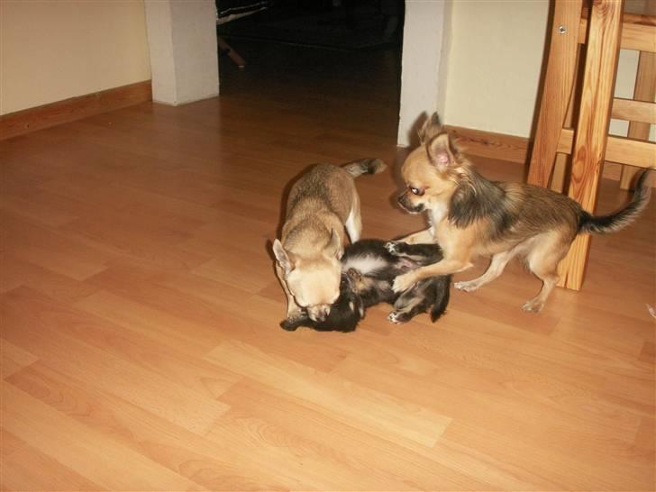 Chihuahua rocco - mor,far og mig.. billede 7