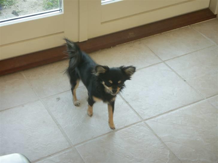 Chihuahua rocco billede 8