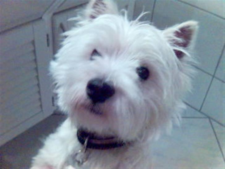 West highland white terrier Charlie billede 2